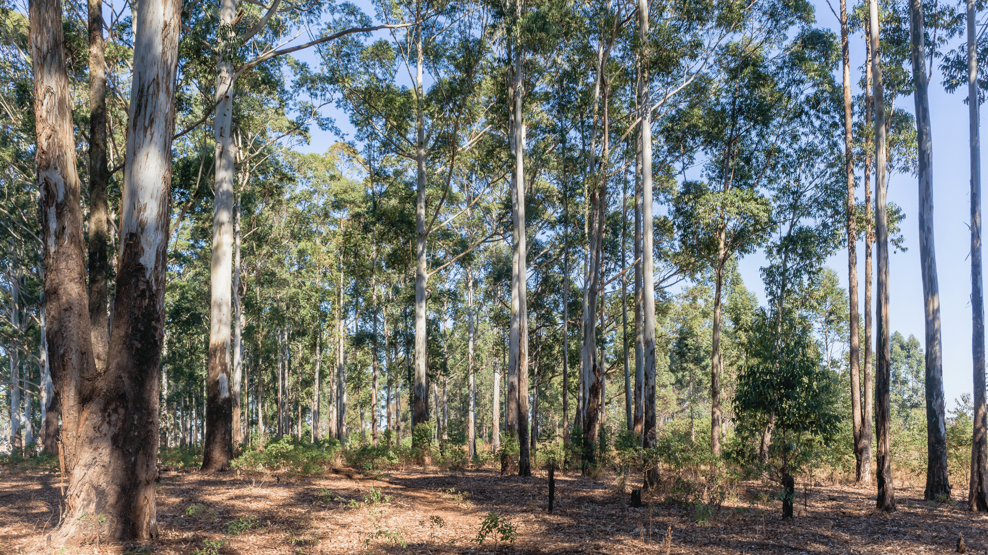 Gum Trees Inside Forest