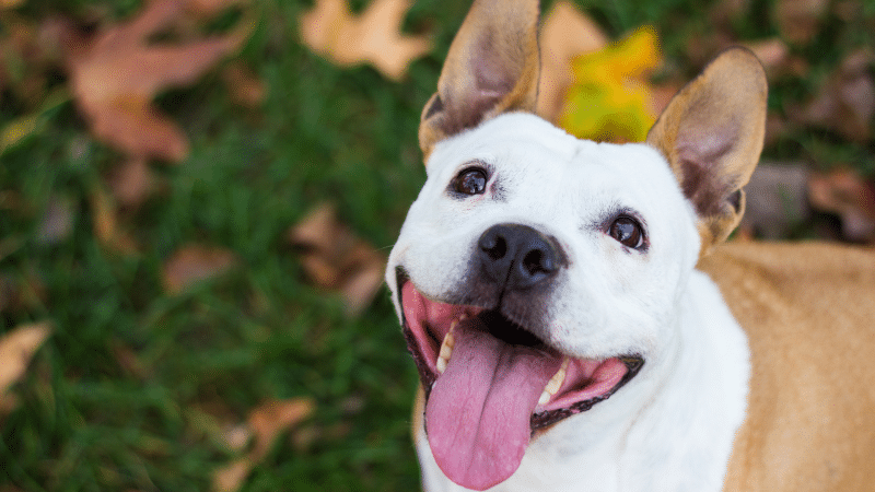 Happy looking dog in field
