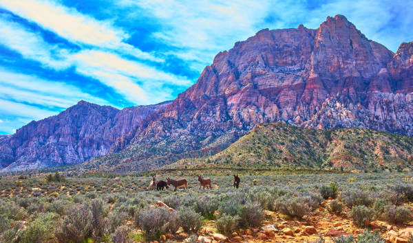 image shows donkeys in mountain range