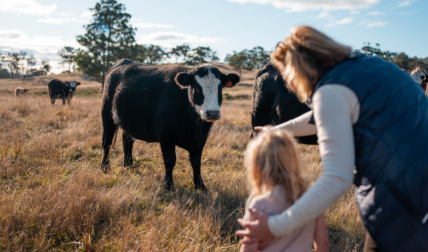 image shows farming lady showing a young child a cow